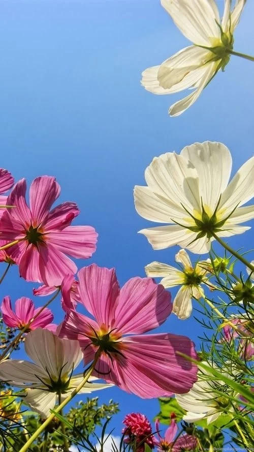 White Flower Wallpapers For Iphone Hq Backgrounds Hd Wallpapers ...