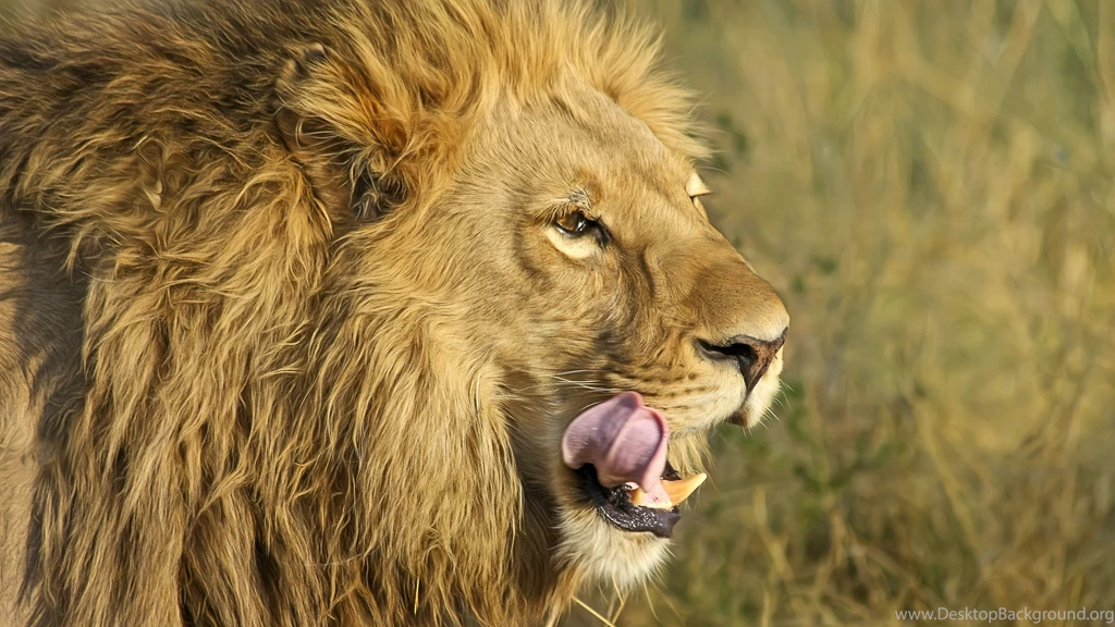 Animals Wallpapers