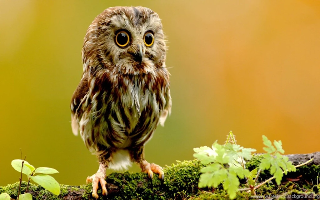 Desktop backgrounds owls wallpaper.jpg