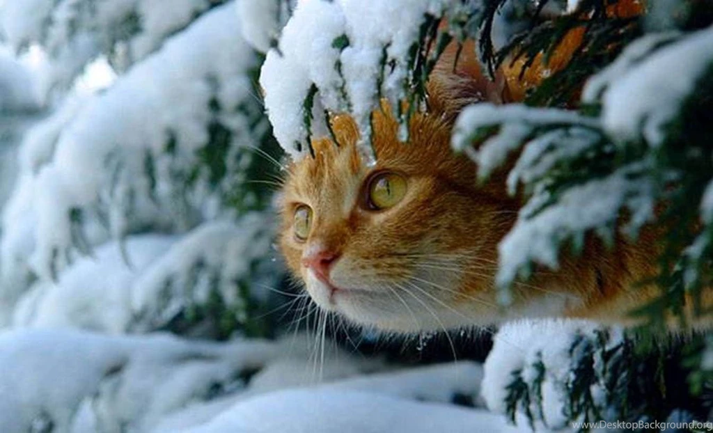 Cats Snow Kitty Animals Winter Cute Cat Desktop Backgrounds ~ Cats ...