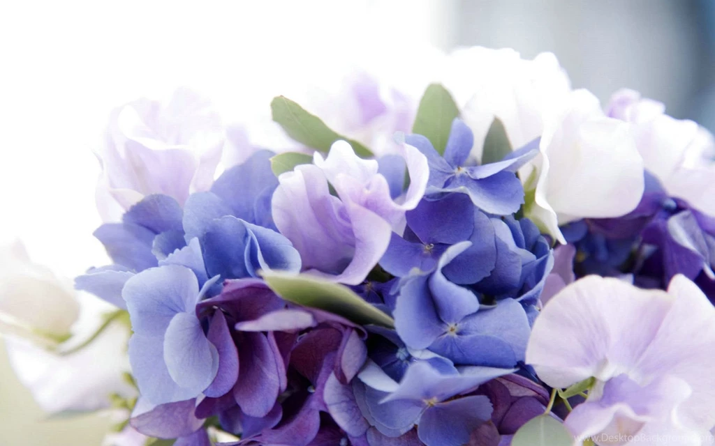 Hydrangea Desktop Wallpapers