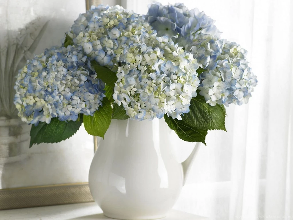 Hydrangea Desktop Wallpapers HD Wallpaper Backgrounds Of Your Choice