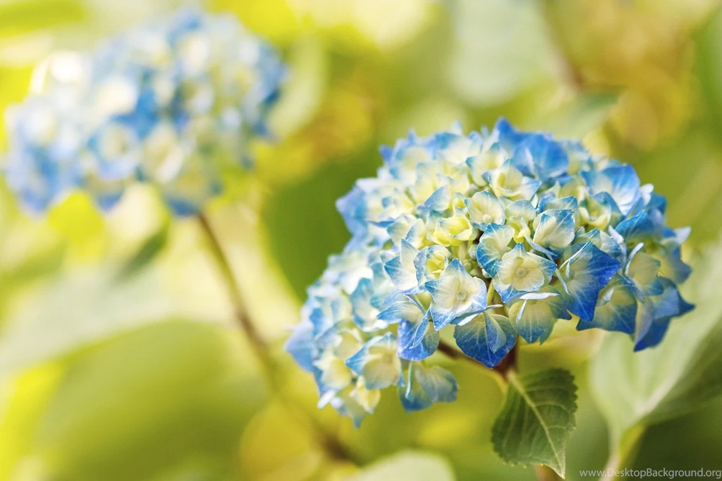 Top Hydrangea Desktop Wallpapers Free Images For Pinterest