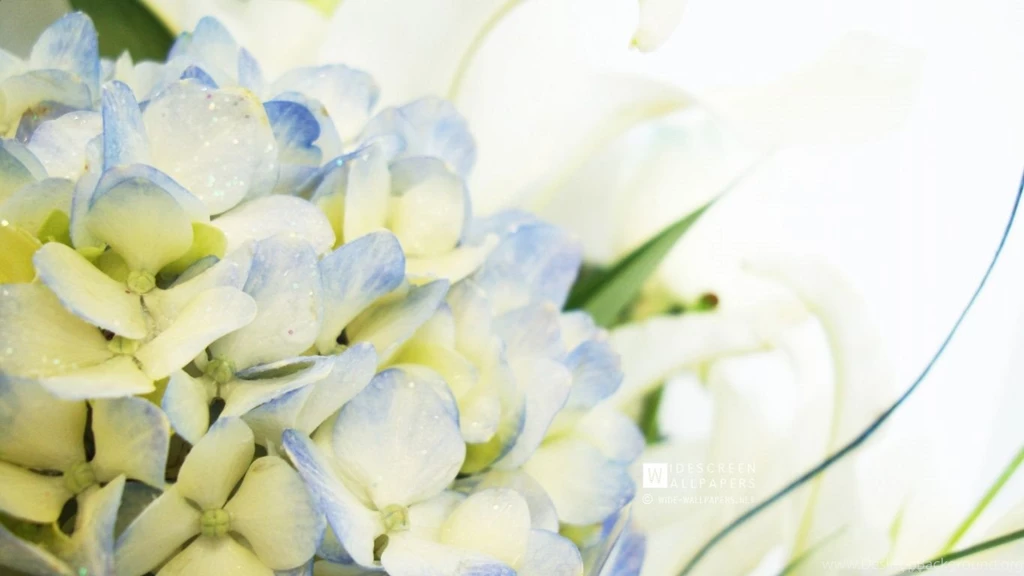 Blue Hydrangea And Lilies HD Desktop Wallpapers : High Definition ...