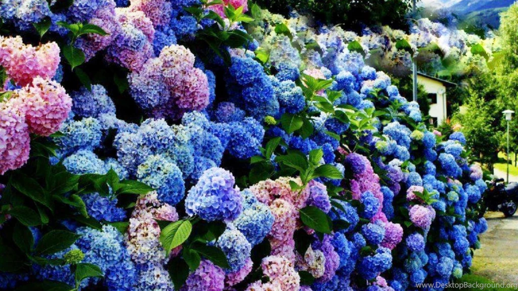 Rainbow Of Hydrangea S Wallpapers (