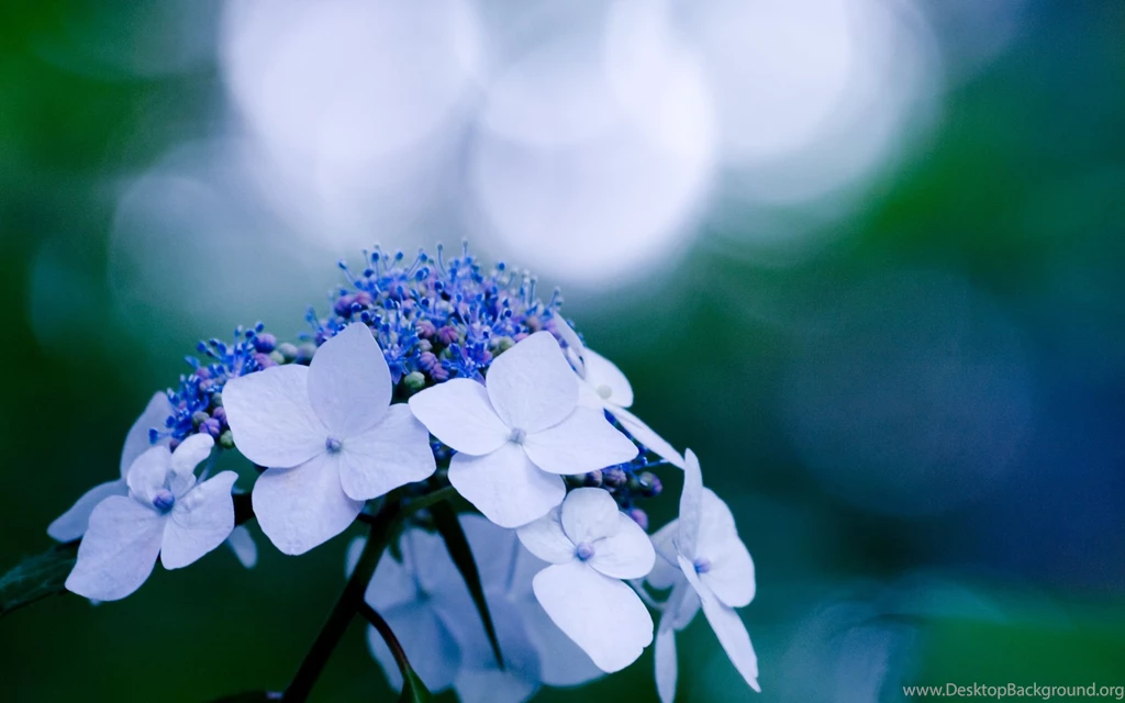 Hydrangea Computer Wallpapers, Desktop Backgrounds