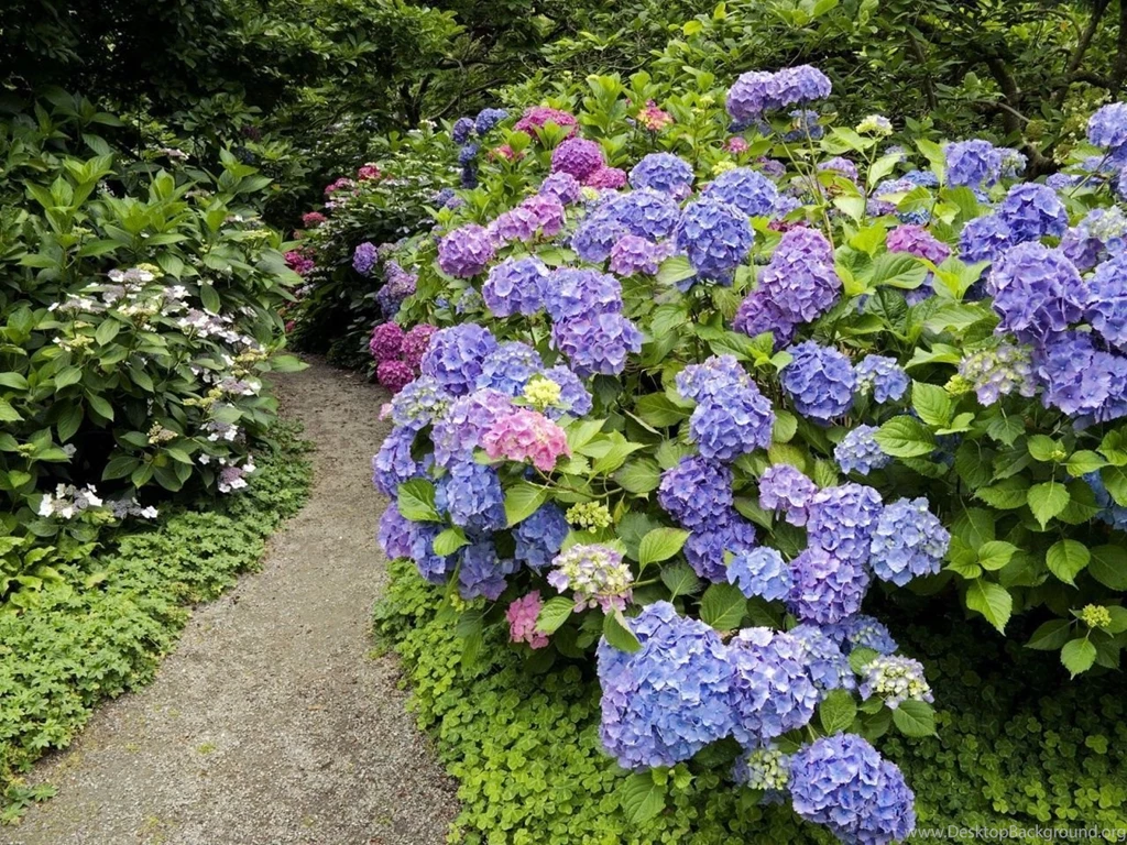 1280x960 Strafford Hydrangea Desktop PC And Mac Wallpapers