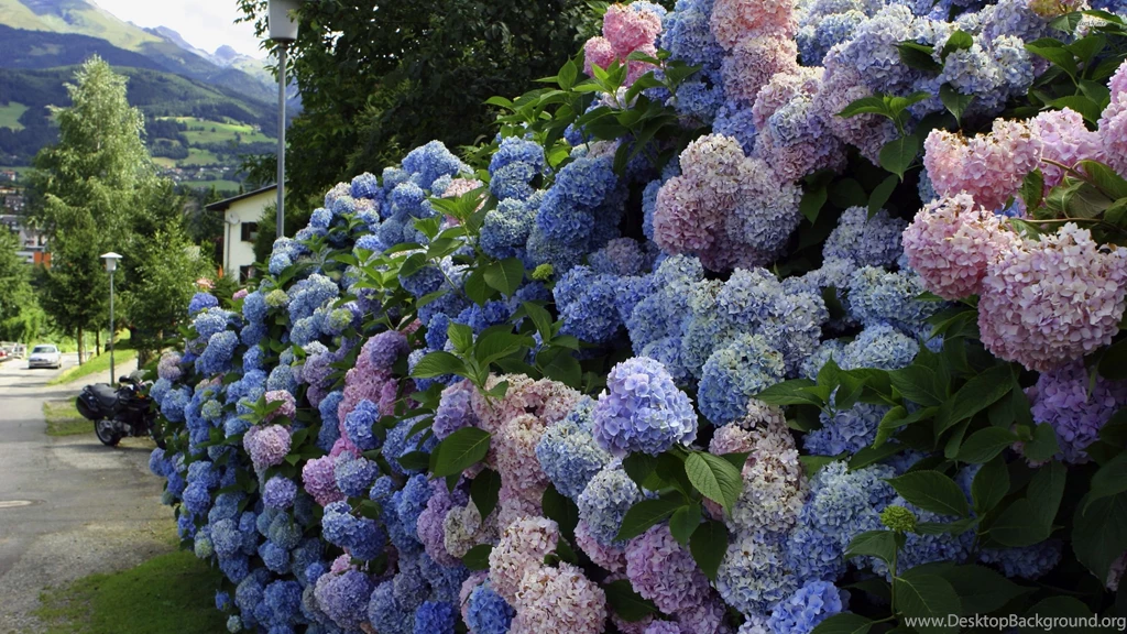 Hydrangeas Wallpapers Flower Wallpapers