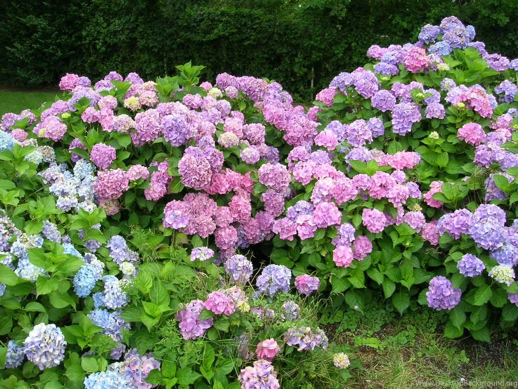 Hydrangea Wallpapers Wallpapers HD Wide