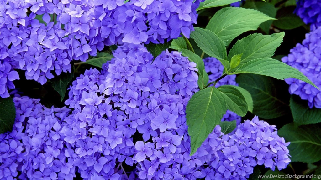 PhoneGames For > Hydrangea Desktop Wallpapers 4