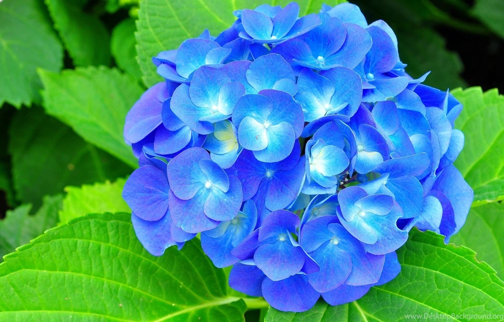 1 Hydrangea Desktop Wallpapers 1406 :: Hydrangea Desktop Wallpapers