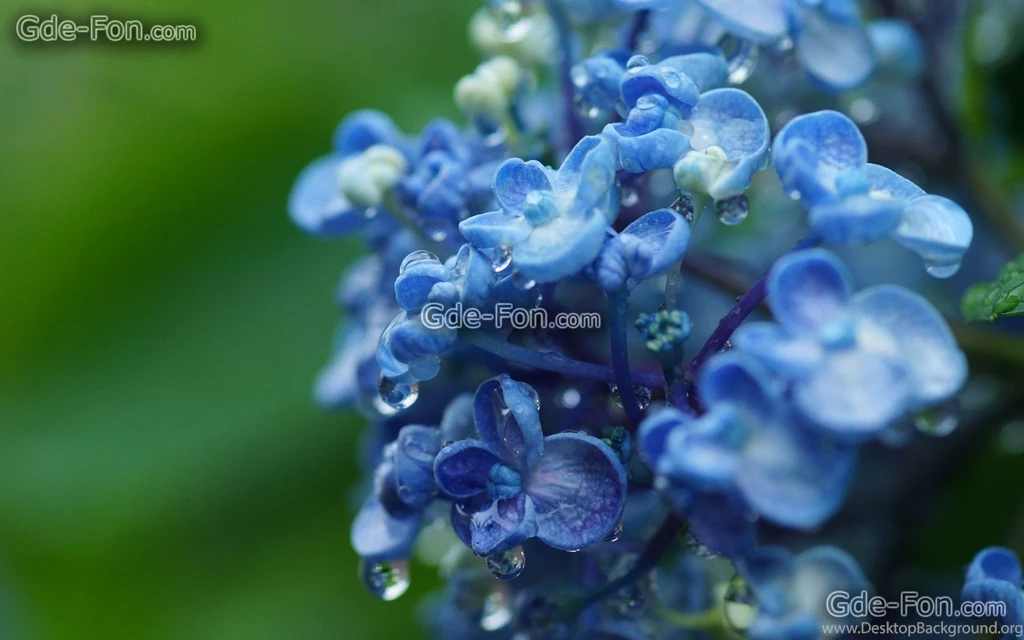 28 Wallpapers Macro, Hydrangea, Buds, Branch Free Desktop Wallpapers ...