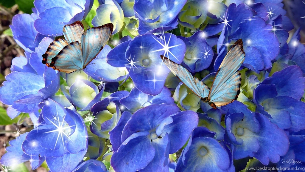 Blue Hydrangea Blue Butterflies HD Desktop Wallpapers : Widescreen ...