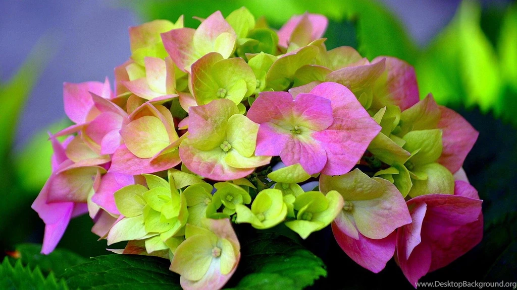 Hydrangea Flower Wallpapers (