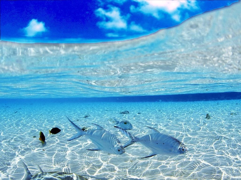 Underwater Wallpapers
