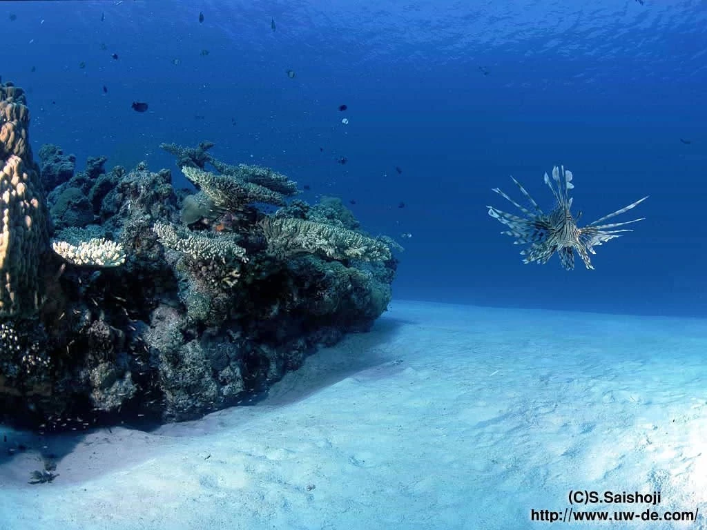 Free Wallpapers Undersea For Desktop