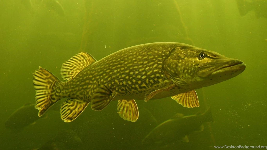 Fish Fishing Wallpapers (