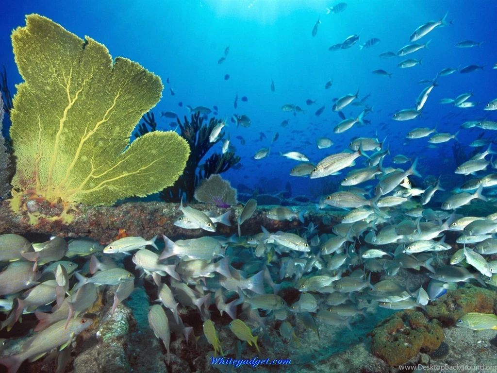 Fishing wallpaper dowload.jpg