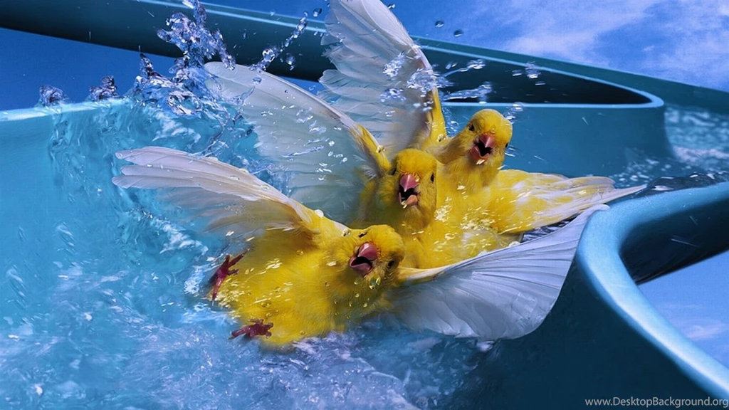 Hd Wallpapers Funny Bird
