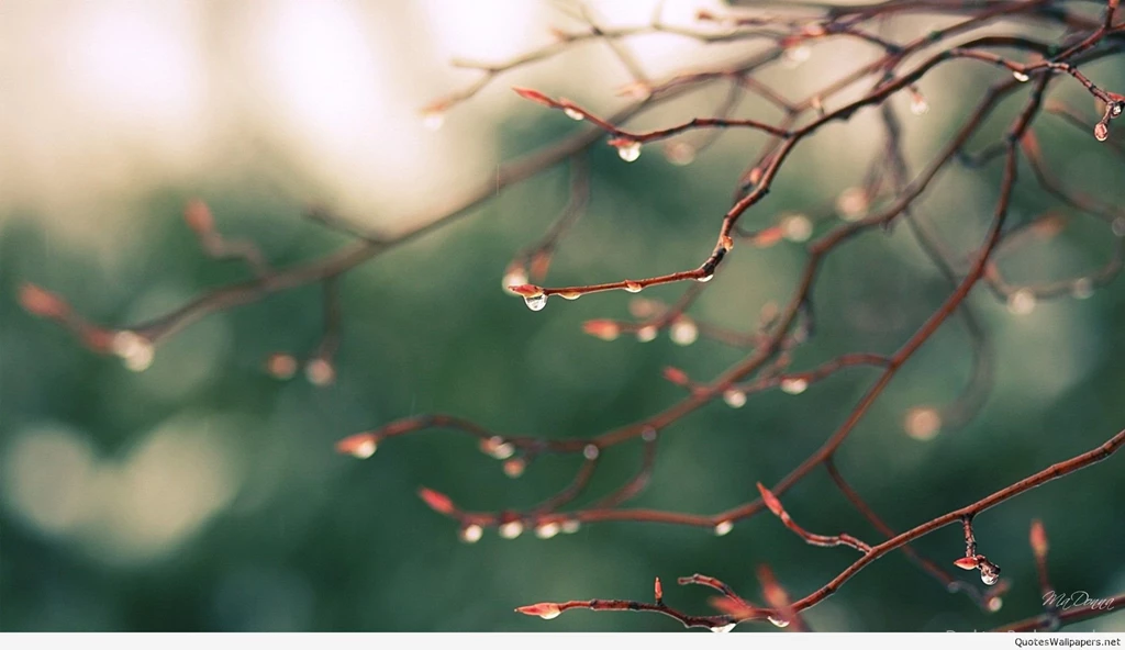 Spring rain wallpaper HD.jpg