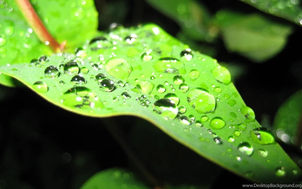 After Rain Desktop Backgrounds HD 1920x1200