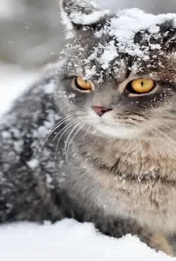 Wallpapers Vintage New York City Aerial View iPhone 5 Wallpapers ...