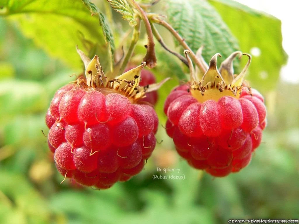 Raspberry Fruit Wallpapers Crazy Frankenstein