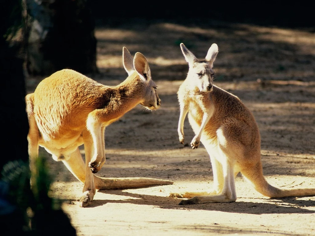 Kangaroo Conversation Australia Wallpapers