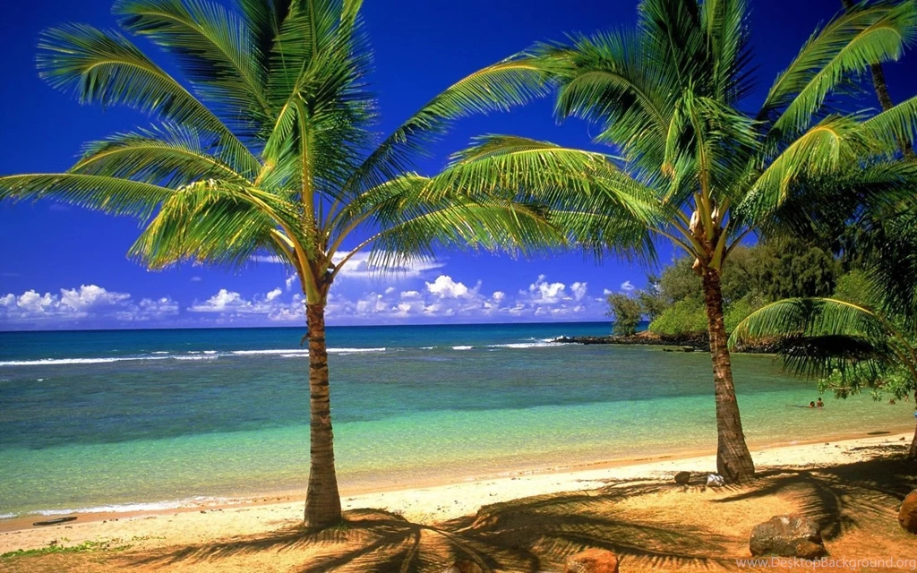 1680x1050 Palms On The Beach Desktop PC And Mac Wallpapers