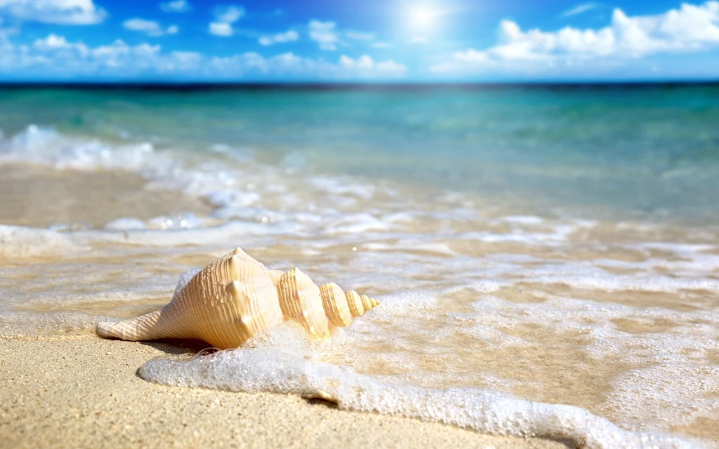 Shell On The Beach Wallpapers 2560x1600 2456448
