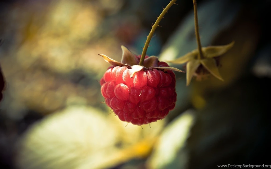 Raspberry macro wallpapers_34587_2560x1600 (1) Magic4Walls.com