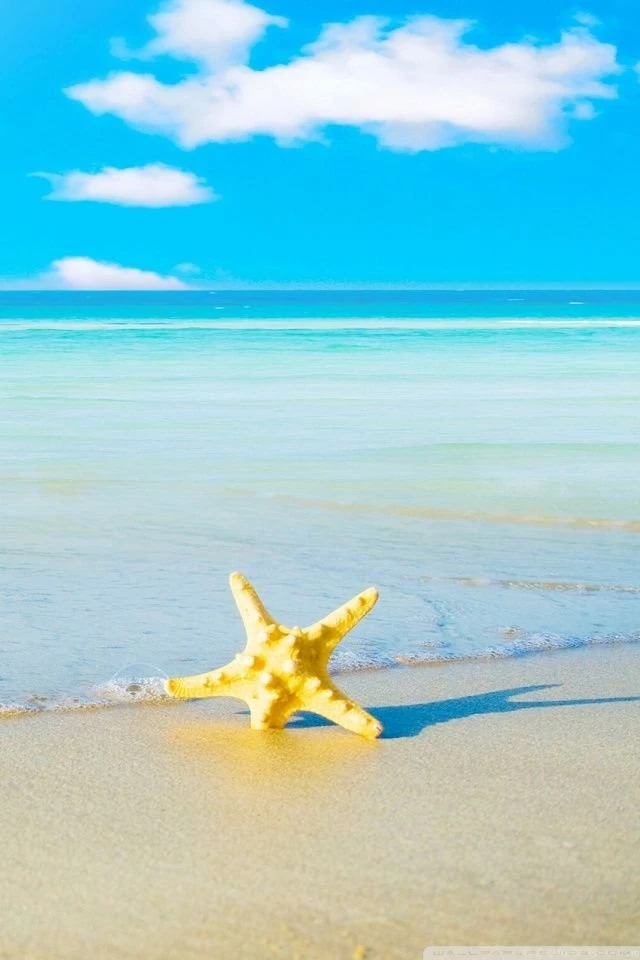 Starfish On The Beach HD Desktop Wallpapers : High Definition ...