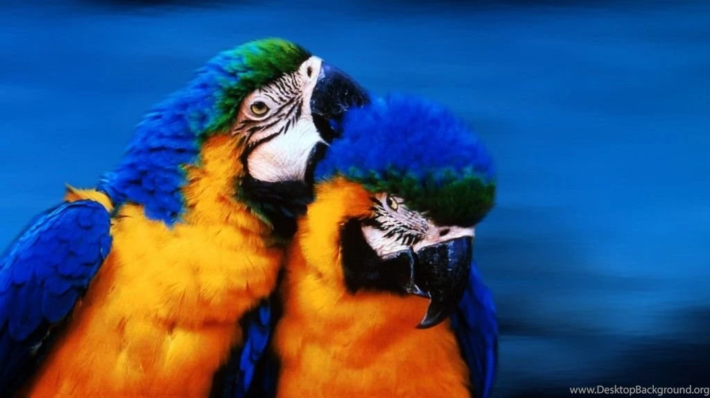 Download Animal Wallpapers Free HD 1366×768 Size