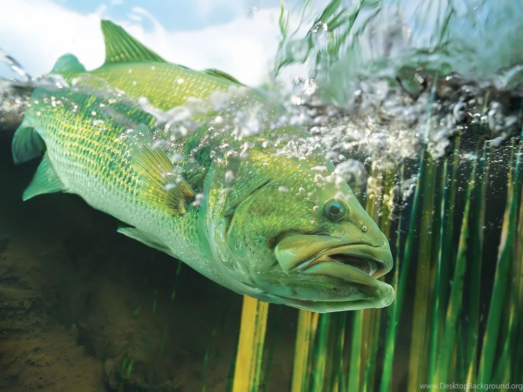 Bass Fishing Desktop Wallpaper Images
