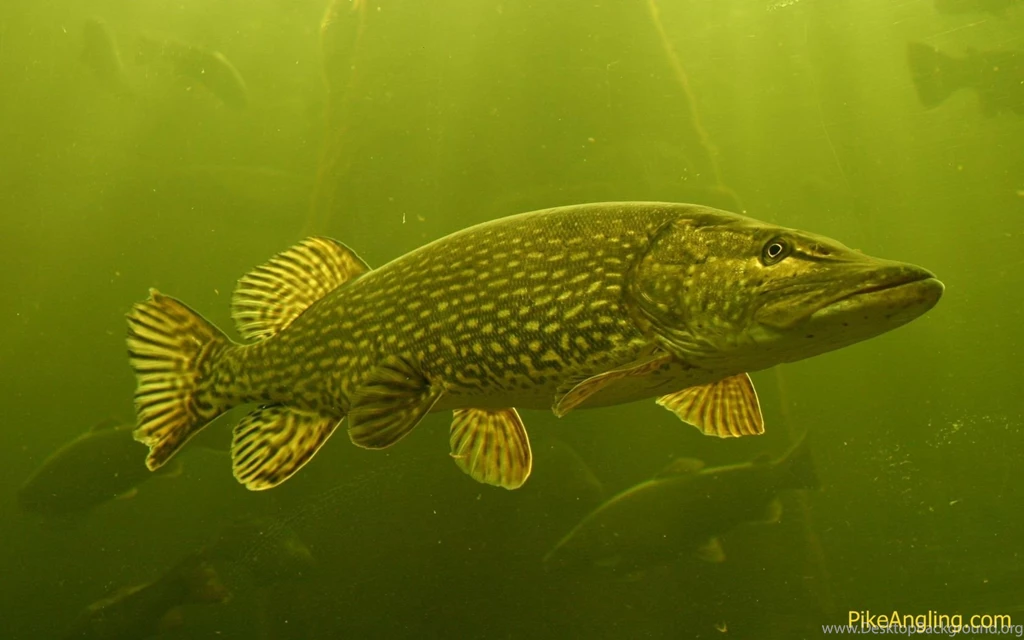 Fishing Wallpapers 110451