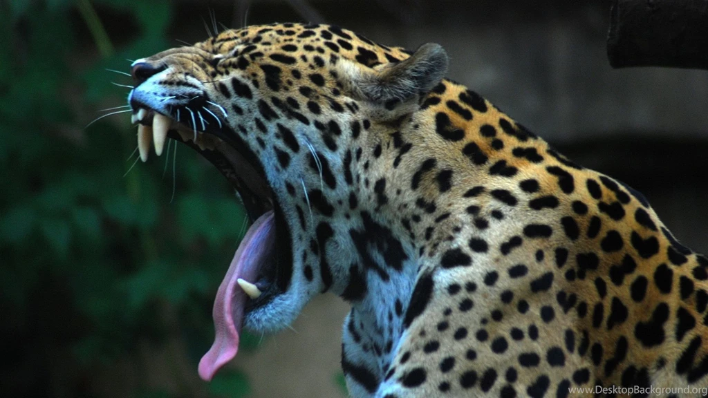 Yawning Leopard 1920x1080.jpg