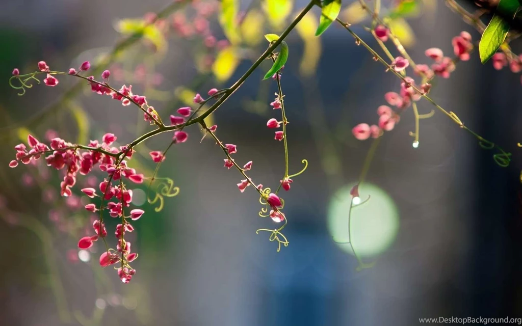 Spring Season HD Pictures