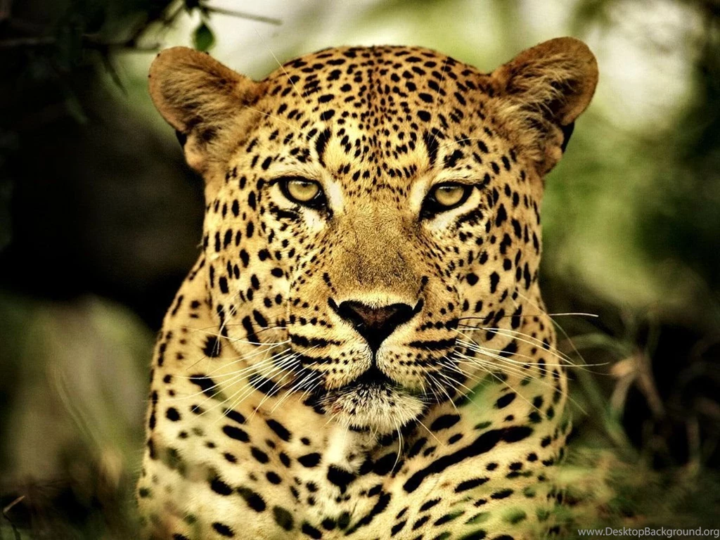 Download Leopard Animal Wallpapers 1032x774