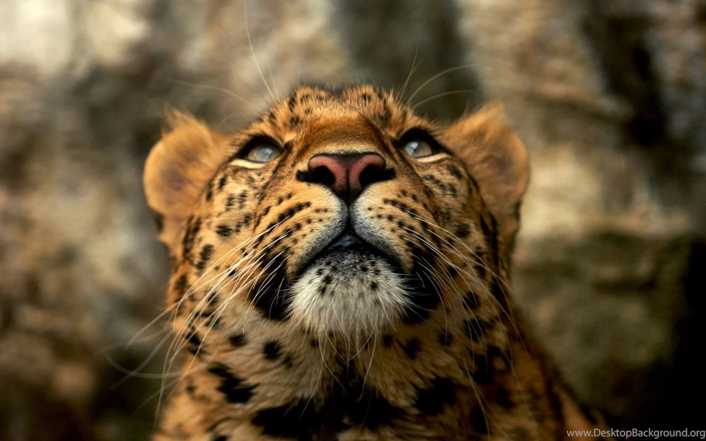 Leopard Wallpapers Desktop Backgrounds