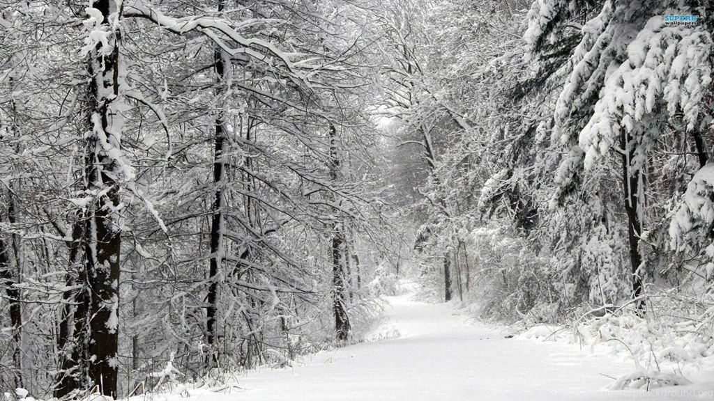 Snowy Road In The Forest Wallpapers Nature Wallpapers