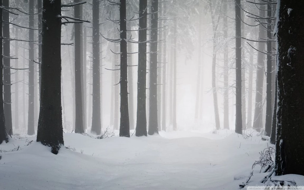Forest, Winter HD Desktop Wallpapers : High Definition : Fullscreen ...
