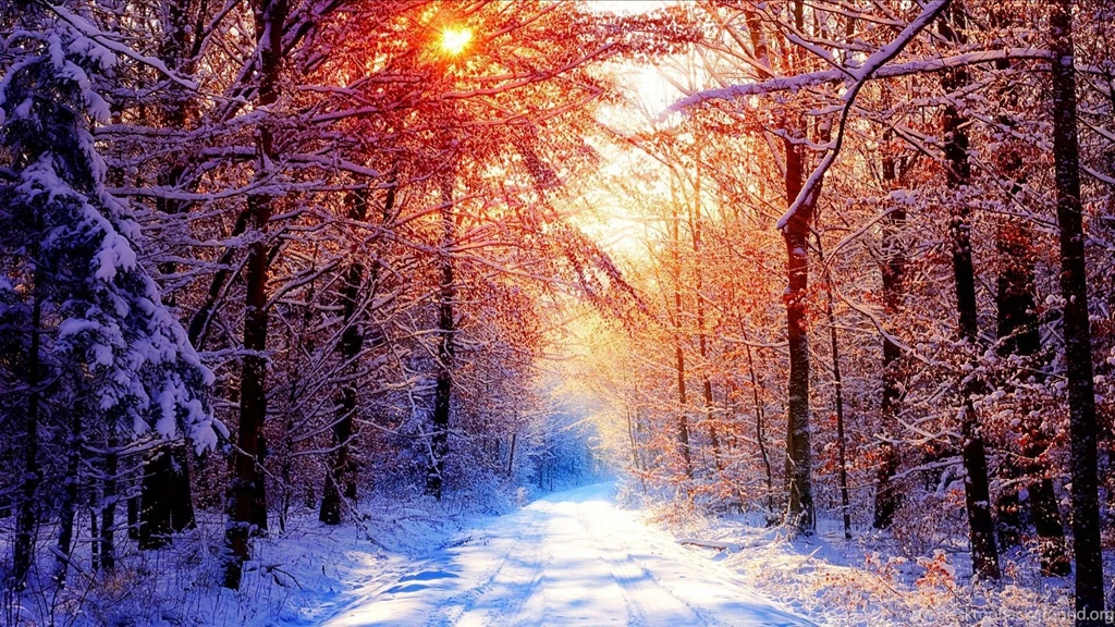 Snow Forest Wallpapers 2015 Grasscloth Wallpapers