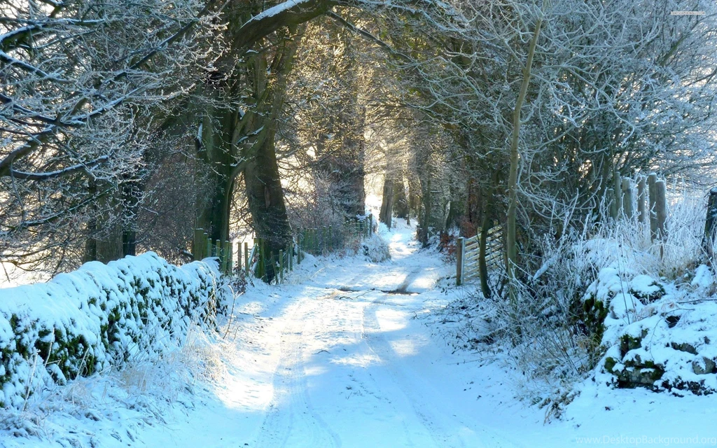 Snowy Forest Road Wallpapers