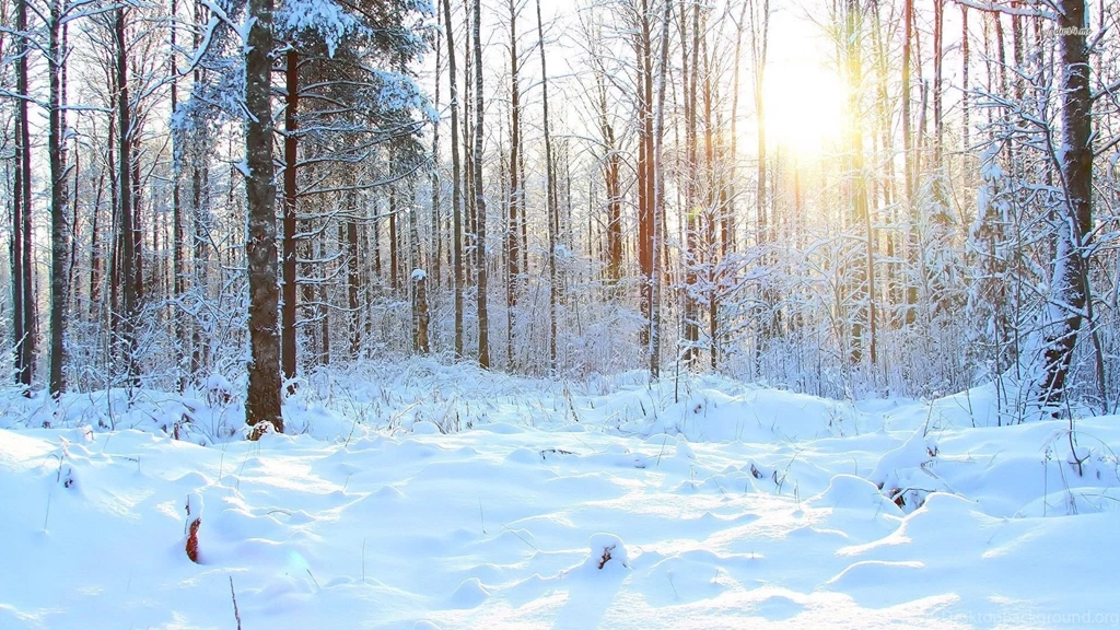 Snowy Forest Wallpapers Nature Wallpapers
