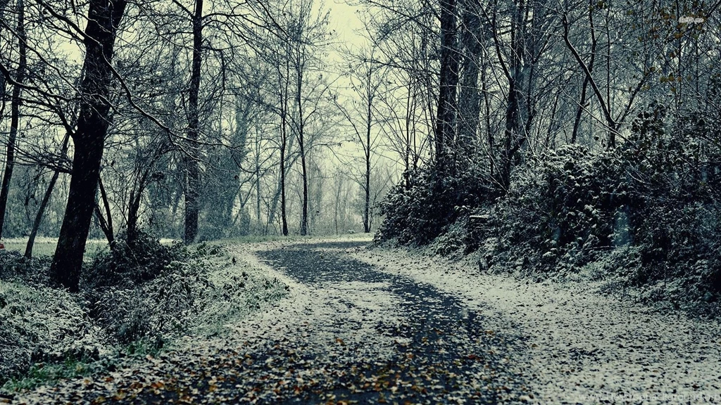 Path Through The Snowy Forest Wallpapers Nature Wallpapers