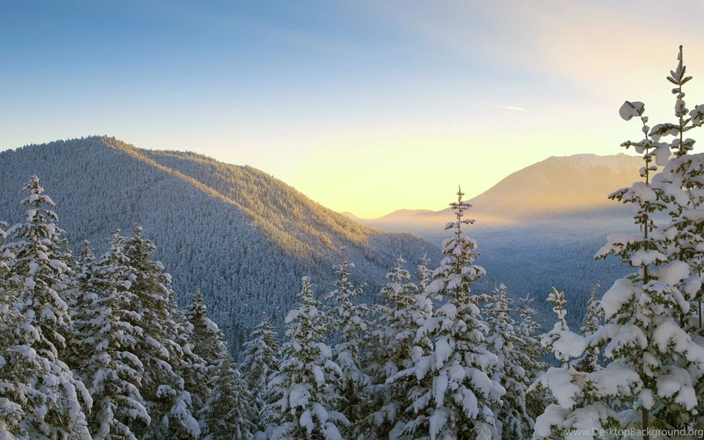 Snow Forest Wallpapers