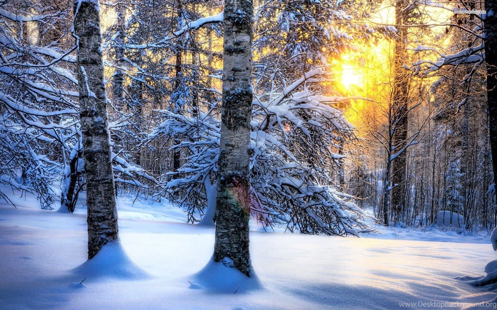 Sun Shing The Snowy Forest Wallpapers