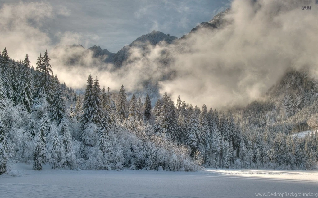 Fog Rising From The Snowy Forest Wallpapers Nature Wallpapers ...