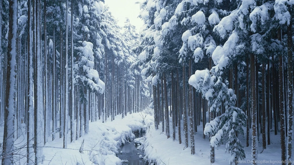 Winter Forest HD Wallpaper, Winter Forest Pictures, New Wallpapers