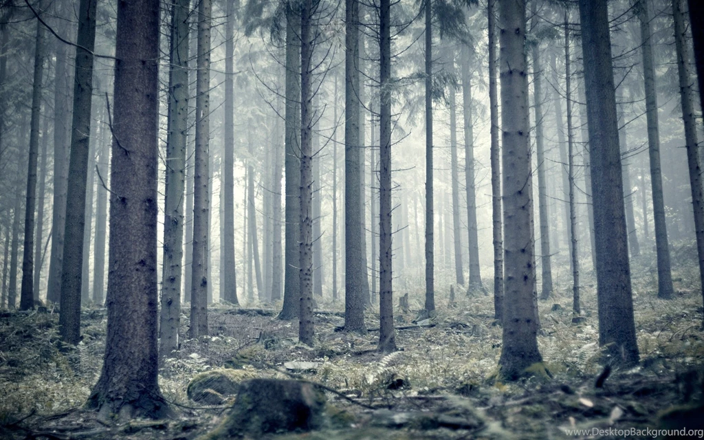 Landscapes Snow Forest Wallpapers